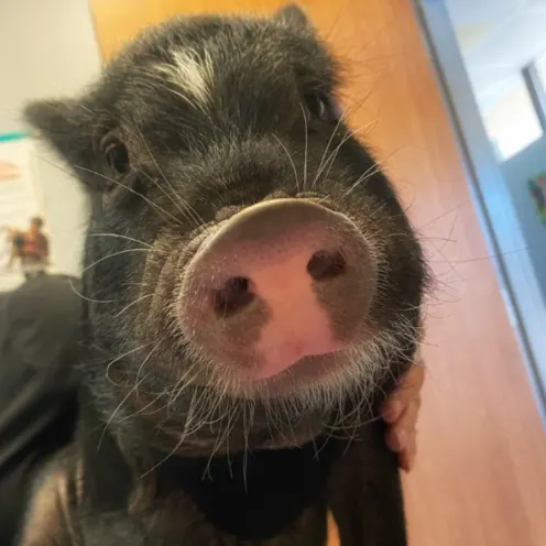 Close up view of black piglet